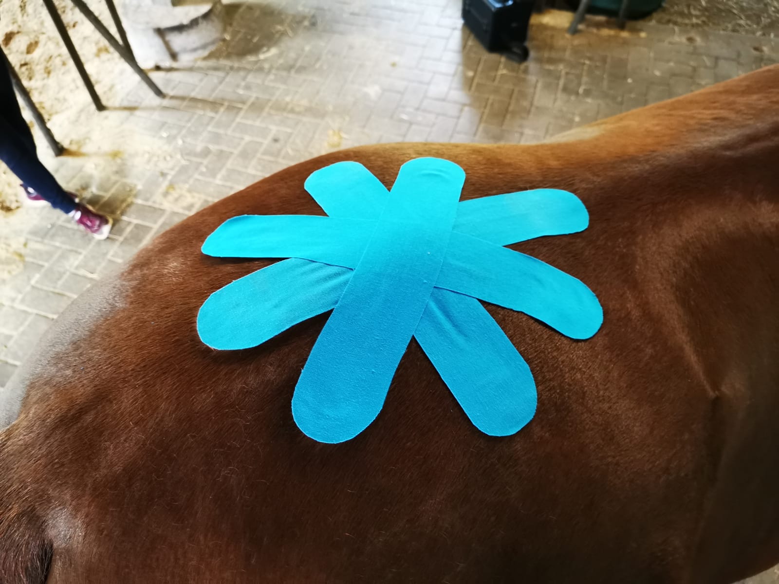 Kinesiotape sternförmig auf der Rückenmuskulatur eines Pferdes angebracht