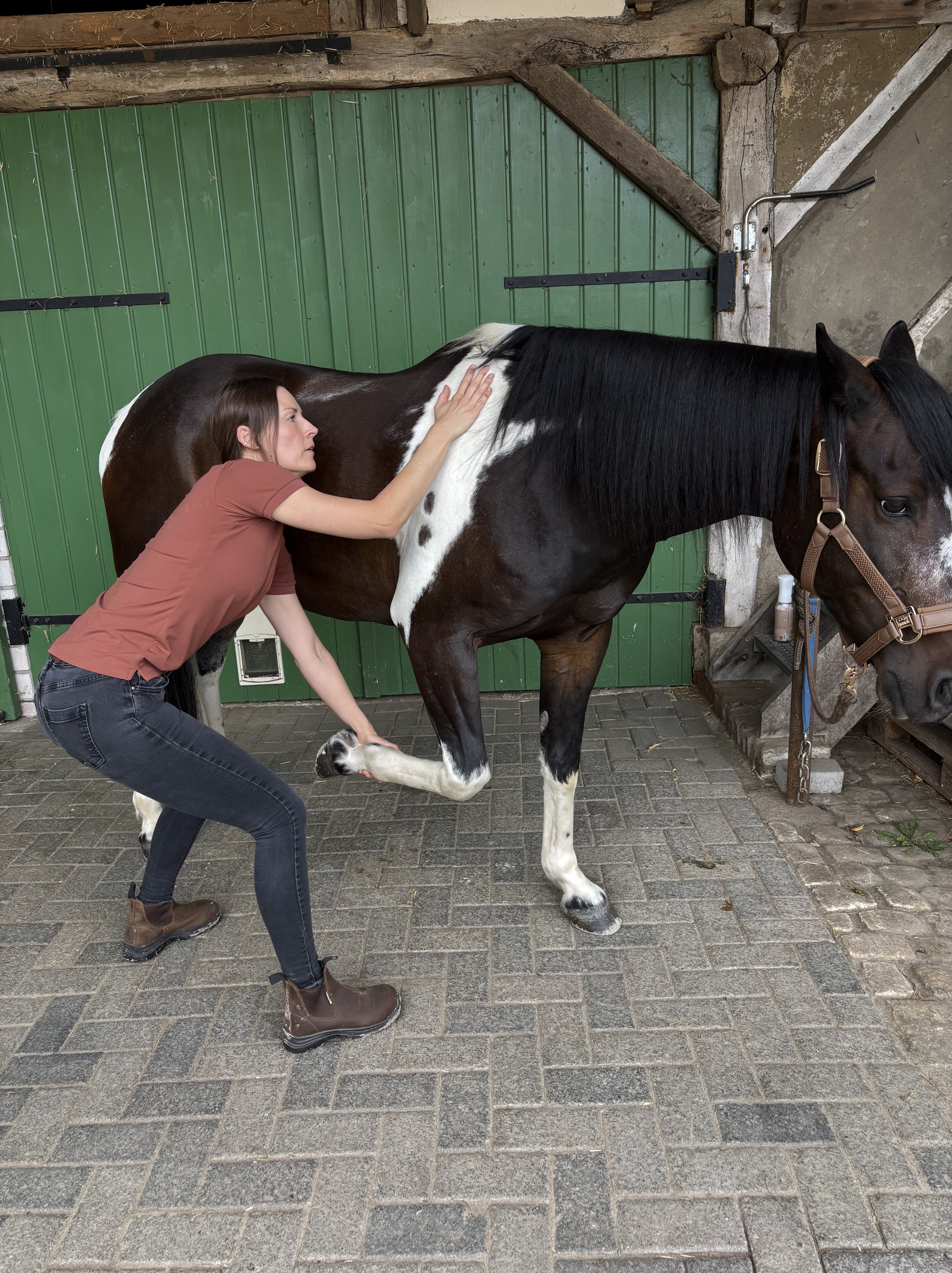 Mobilisation: Therapeutin dehnt das Vorderbein eines Pferdes