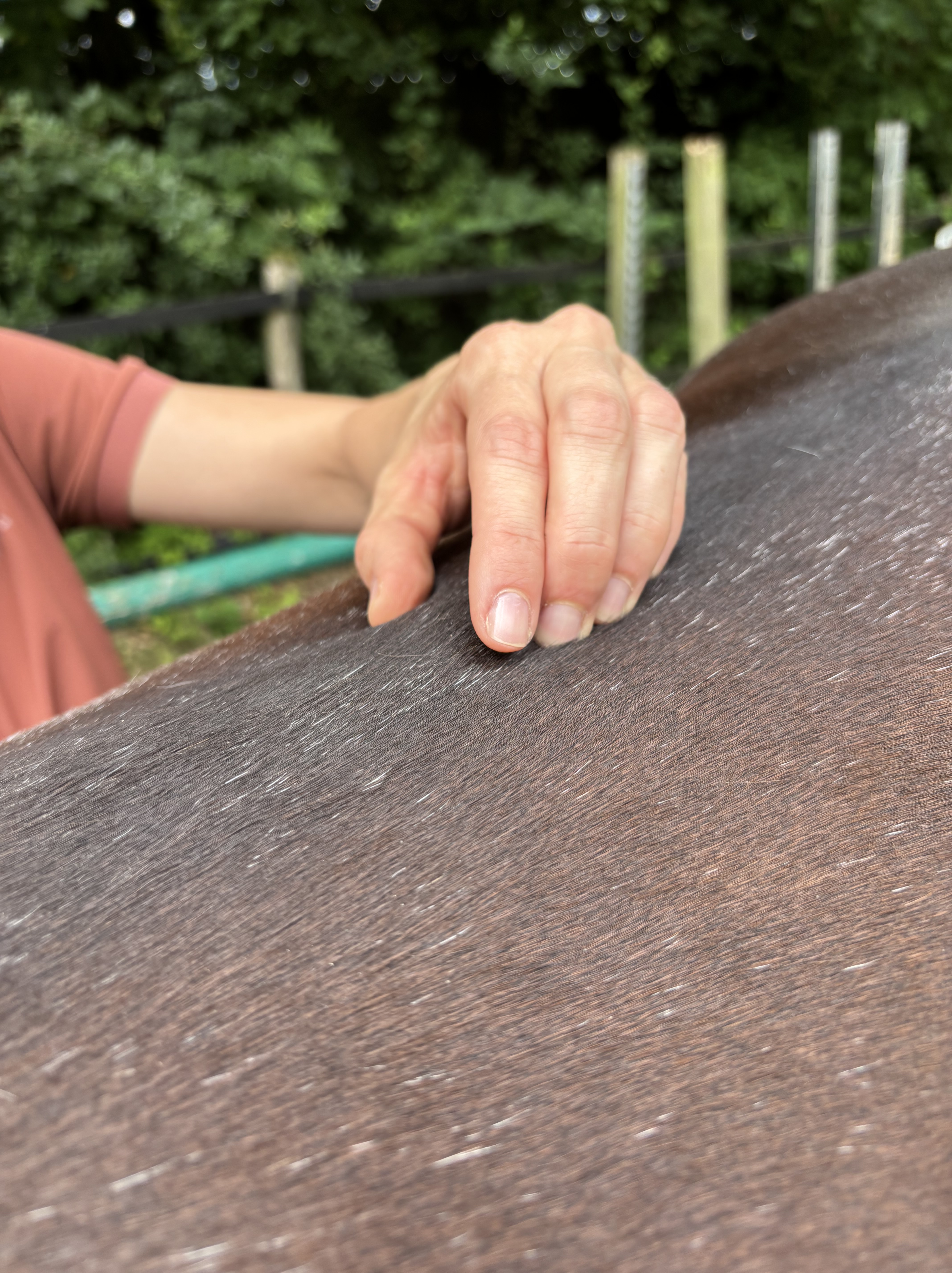 Hand der Therapeutin ertastet und mobilisiert die Rückenmuskulatur eines Pferdes