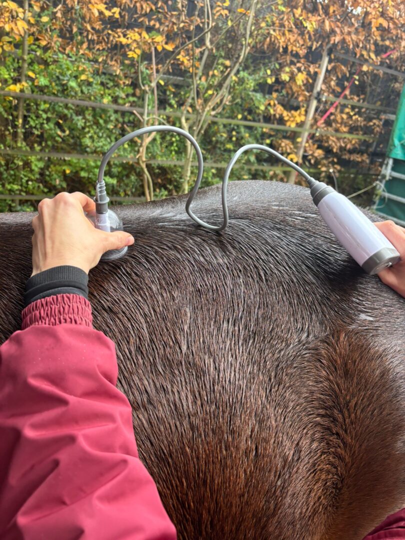 Schröpftherapie: Vakuumaufsätze auf der Rückenmuskulatur eines Pferdes