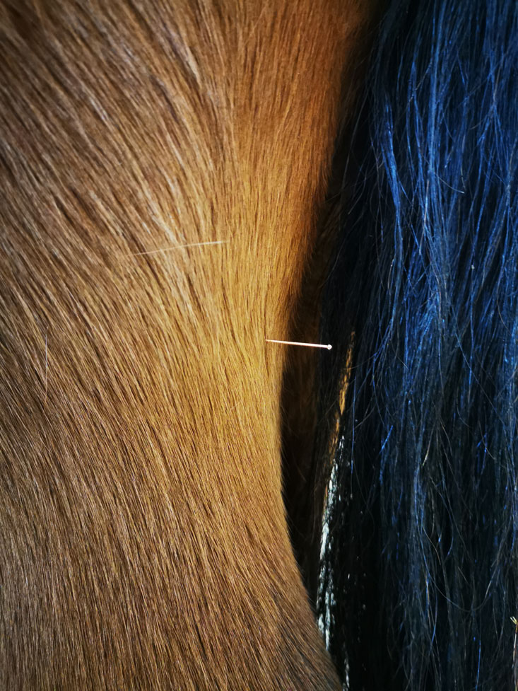 ippos-pferdephysiotherapie-akupunktur-2