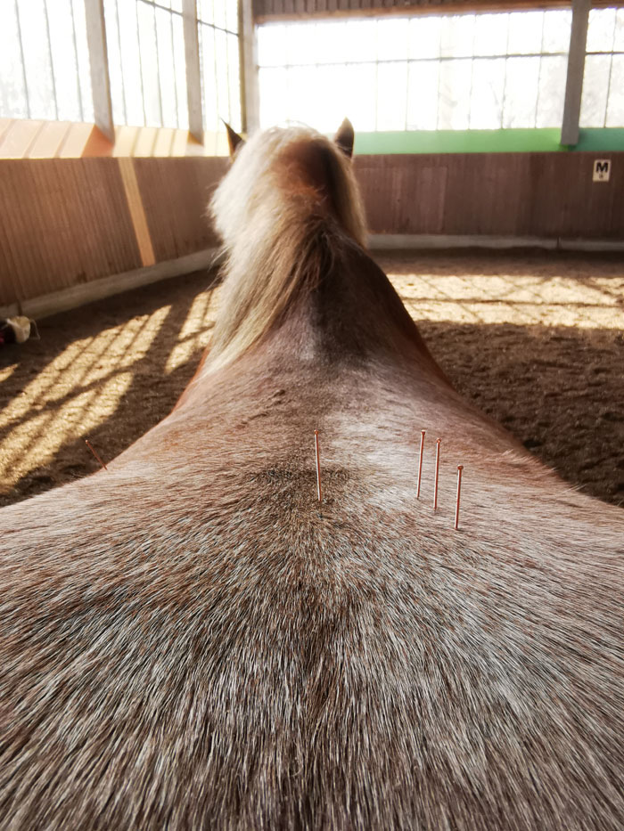 ippos-pferdephysiotherapie-akupunktur